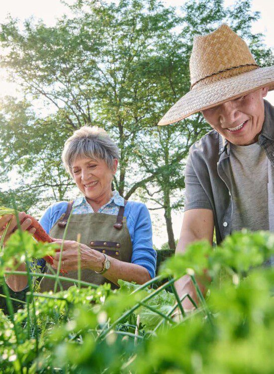 senior man and woman smile while harvesting carrots from their senior community garden