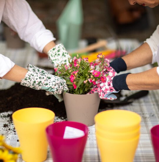 close-up of two senior women working together to plant flowers into pots