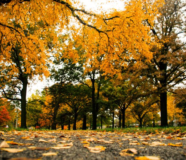 tree-lined walking path in the fall with radiant orange and yellow leaves everywhere