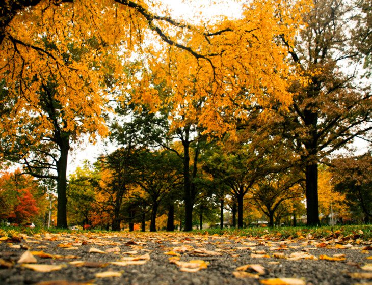 tree-lined walking path in the fall with radiant orange and yellow leaves everywhere